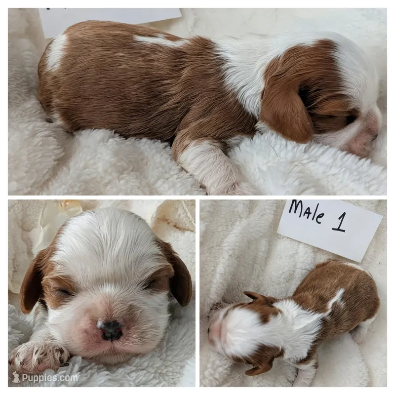 Male 1 – Cavalier King Charles Spaniel puppy for sale in Sidney, OH