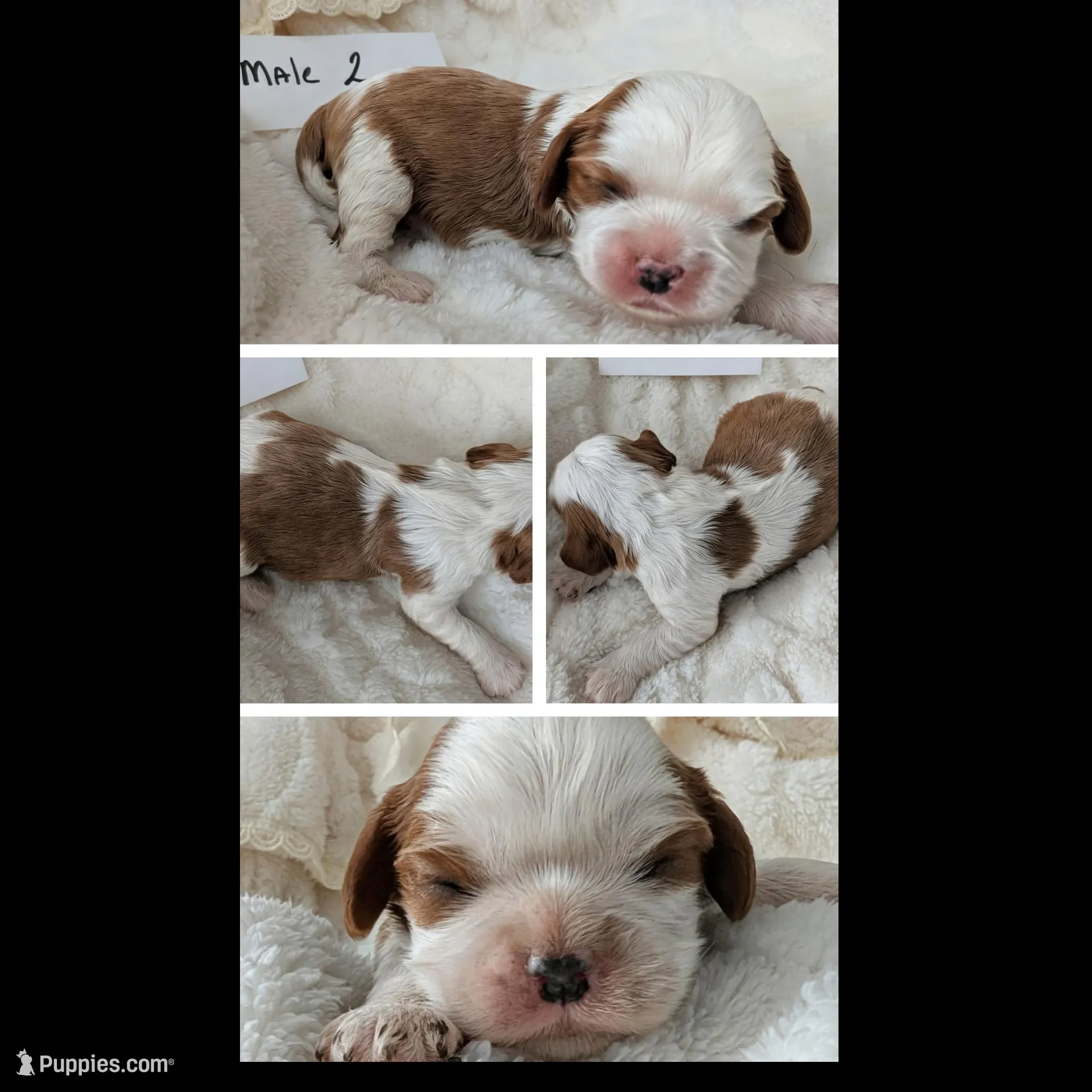 Male 2 – Cavalier King Charles Spaniel puppy for sale in Sidney, OH