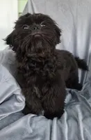 Eddie, a male Shih Tzu for sale in Zullinger, PA – 2 of 2