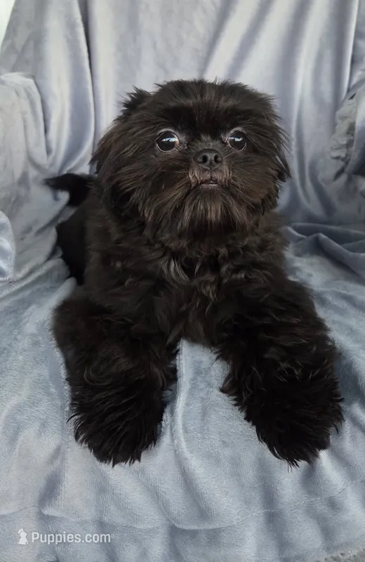 Eddie – Shih Tzu puppy for sale in Zullinger, PA