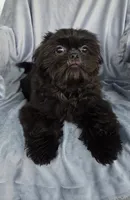 Eddie, a male Shih Tzu for sale in Zullinger, PA – 1 of 2
