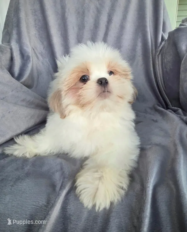 Andy – Shih Tzu puppy for sale in Zullinger, PA