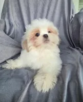 Andy, a male Shih Tzu for sale in Zullinger, PA – 1 of 2