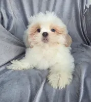 Andy, a male Shih Tzu for sale in Zullinger, PA – 2 of 2