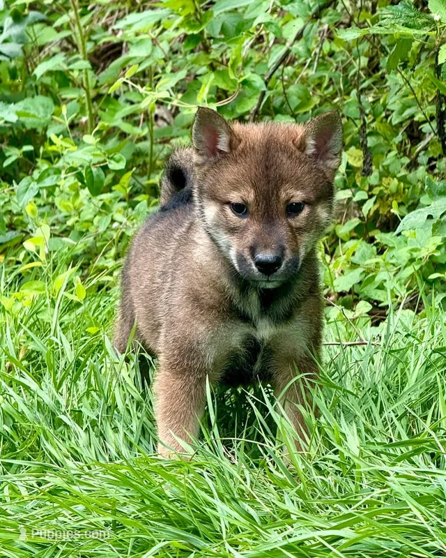 Maemi – Shikoku puppy for sale in Charleston, WV
