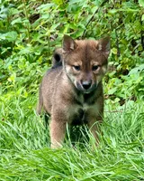 Maemi, a female Shikoku for sale in Charleston, WV – 1 of 1