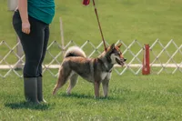 Oshiana, a female Shikoku for sale in Charleston, WV – 1 of 1
