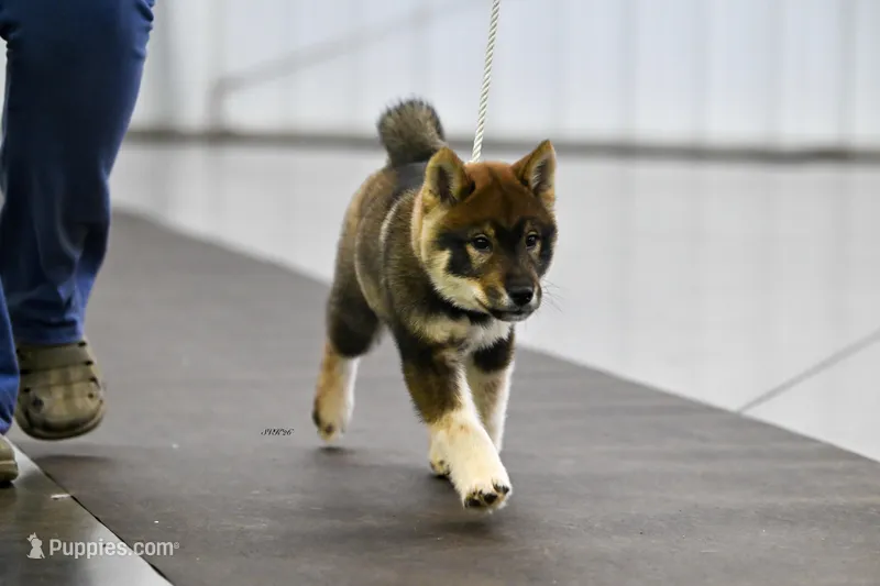 Orion  – Shikoku puppy for sale in Charleston, WV