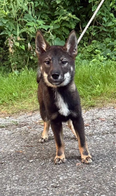 Megumi – Shikoku puppy for sale in Charleston, WV