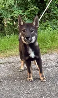 Megumi, a female Shikoku for sale in Charleston, WV – 1 of 1