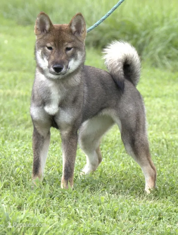 Kaiya, a female Shikoku for sale in Charleston, WV – Photo 1 of 1