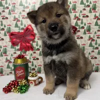 Kisokoma, a male Shikoku for sale in Charleston, WV – Photo 1 of 2