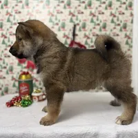 Kisokoma, a male Shikoku for sale in Charleston, WV – Photo 2 of 2