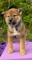 MIzuki, a male Shikoku for sale in Charleston, WV – 2 of 2