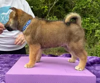 MIzuki, a male Shikoku for sale in Charleston, WV – 1 of 2