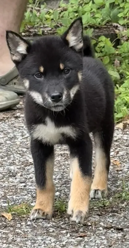 Peanut  – Shikoku puppy for sale in Charleston, WV