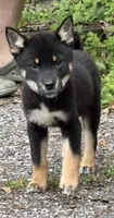 Peanut , a female Shikoku for sale in Charleston, WV – 1 of 1