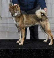 Kaiya, a female Shikoku for sale in Charleston, WV – 2 of 2