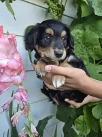 Max, a male Golden Retriever and Miniature Australian Shepherd for sale in Centerville, WA – 2 of 6