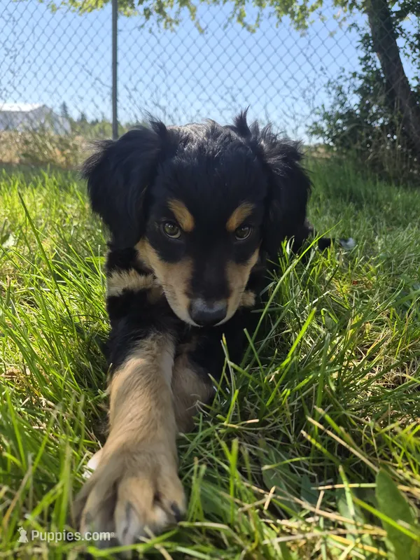 Max – Golden Retriever, Miniature Australian Shepherd puppy for sale in Centerville, WA