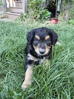 Max, a male Golden Retriever and Miniature Australian Shepherd for sale in Centerville, WA – 5 of 6