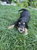 Max, a male Golden Retriever and Miniature Australian Shepherd for sale in Centerville, WA – 1 of 6