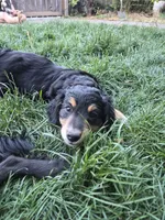 Max, a male Golden Retriever and Miniature Australian Shepherd for sale in Centerville, WA – 6 of 6