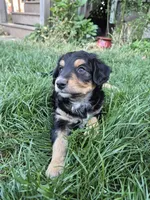 Max, a male Golden Retriever and Miniature Australian Shepherd for sale in Centerville, WA – 4 of 6