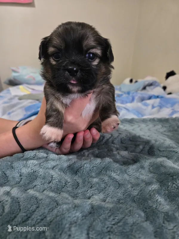 Oak – Maltese, Shih Tzu puppy for sale in Middleburg, FL