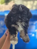 Bingo, a male Shih Tzu for sale in Middleburg, FL – 3 of 4