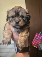 Winnie, a female Maltese and Shih Tzu for sale in Middleburg, FL – 2 of 2