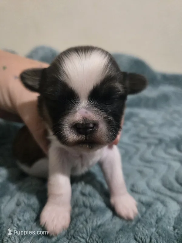 Timber – Shih Tzu puppy for sale in Middleburg, FL