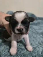 Timber, a male Maltese and Shih Tzu for sale in Middleburg, FL – 1 of 6