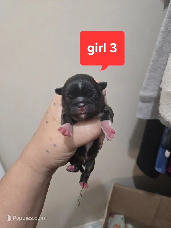 Maple – Shih Tzu puppy for sale in Middleburg, FL