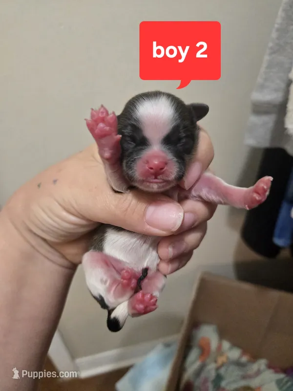 Timber – Shih Tzu puppy for sale in Middleburg, FL