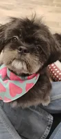 Oak, a male Shih Tzu for sale in Middleburg, FL – 4 of 4