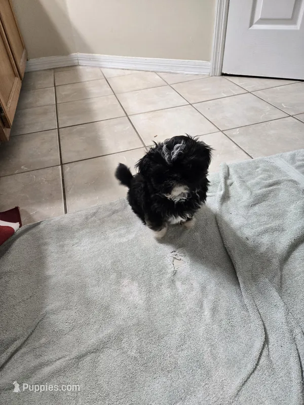 Star – Shih Tzu puppy for sale in Middleburg, FL