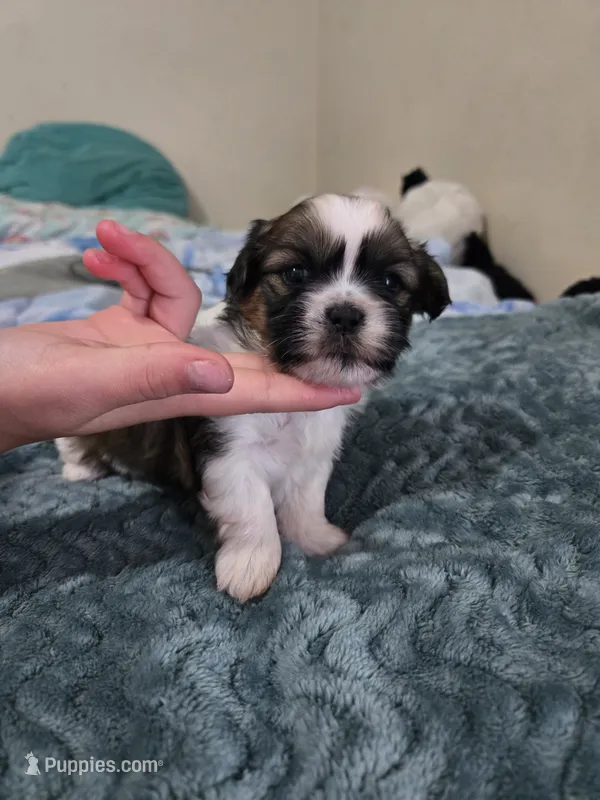 Timber – Maltese, Shih Tzu puppy for sale in Middleburg, FL