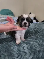 Timber, a male Maltese and Shih Tzu for sale in Middleburg, FL – 2 of 9