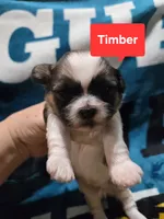 Timber, a male Maltese and Shih Tzu for sale in Middleburg, FL – 7 of 9