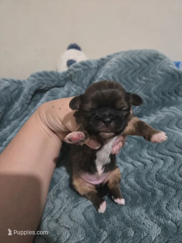Oak – Shih Tzu puppy for sale in Middleburg, FL