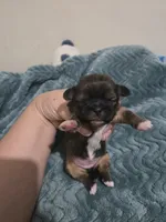 Oak, a male Maltese and Shih Tzu for sale in Middleburg, FL – 1 of 7