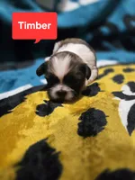 Timber, a male Maltese and Shih Tzu for sale in Middleburg, FL – 5 of 9