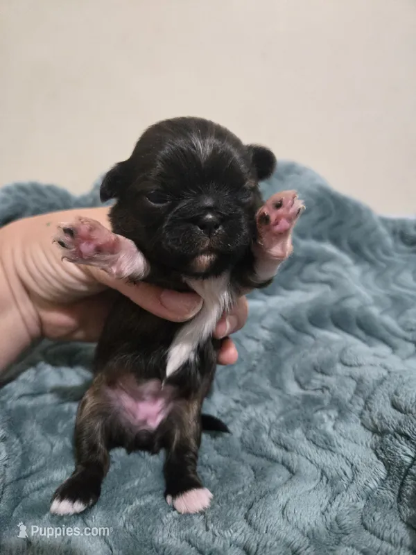 Maple – Shih Tzu puppy for sale in Middleburg, FL