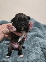 Maple, a female Maltese and Shih Tzu for sale in Middleburg, FL – 1 of 7