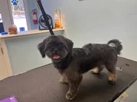 Bingo, a male Maltese and Shih Tzu for sale in Middleburg, FL – 6 of 6