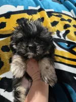 Bingo, a male Shih Tzu for sale in Middleburg, FL – 1 of 4