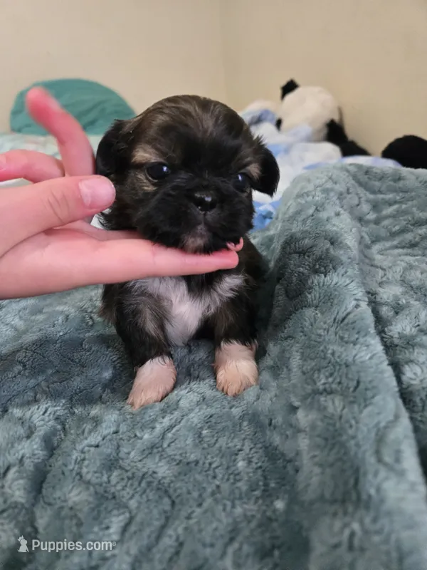 Maple – Maltese, Shih Tzu puppy for sale in Middleburg, FL