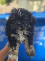 Bingo, a male Shih Tzu for sale in Middleburg, FL – 4 of 4