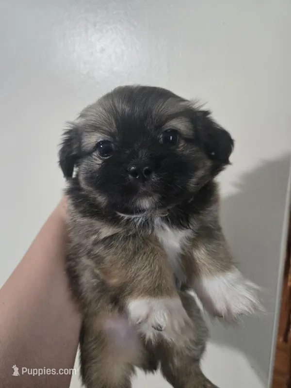 Oak – Maltese, Shih Tzu puppy for sale in Middleburg, FL